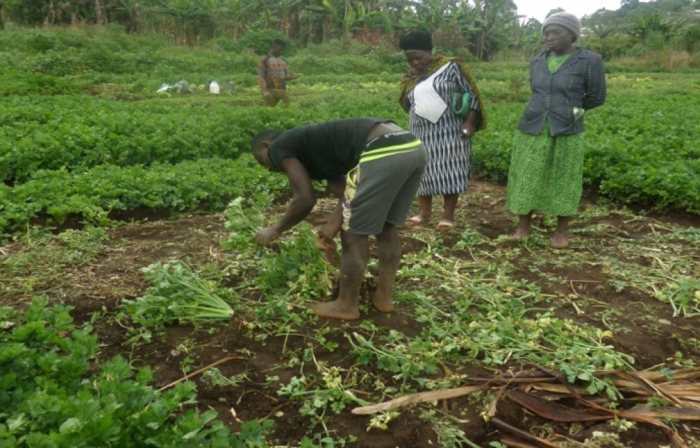 Smallholder Farmers In Cameroon Engaged Around Agricultural Sustainability 1 Smallholder Farmers In Cameroon Engaged Around Agricultural Sustainability 1