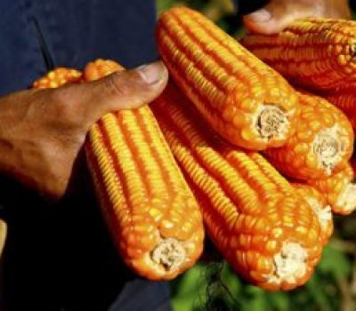 Smallholder Farmers In Cameroon Engaged Around Agricultural Sustainability. Smallholder Farmers In Cameroon Engaged Around Agricultural Sustainability.